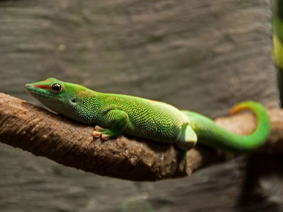 Geckos, reptiles de diseo